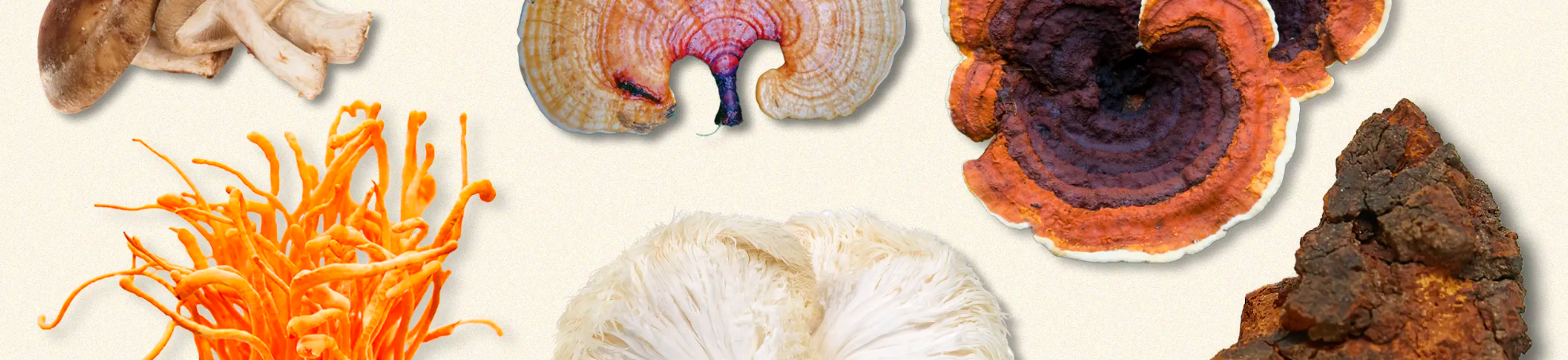 Mythes et Réalités : Les Champignons Médicinaux sont-ils un Effet de Mode ?