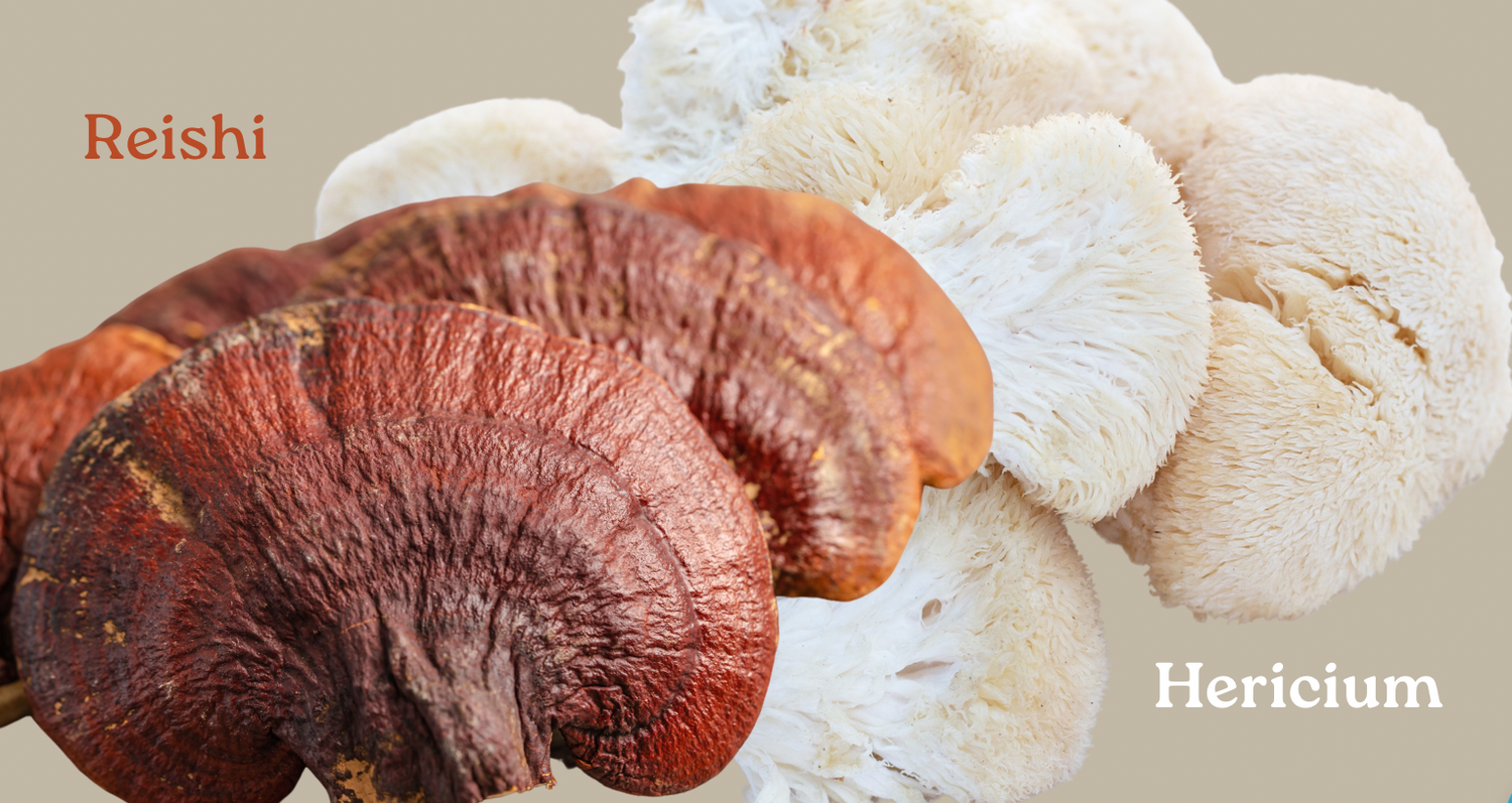 Les deux meilleurs champignons pour la santé mentale